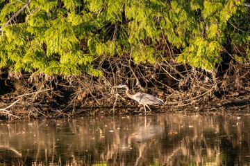Fototapeta na wymiar single blue heron on reflective water hunting