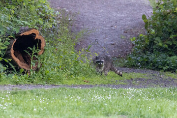 raccoon walking near old hollow log and grass