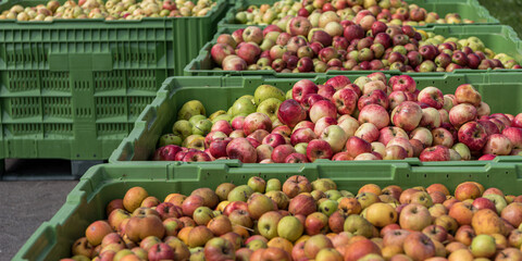 Many ripe fall apples in a container in autumn