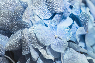 Blue hydrangea with with water dew on petals or after rain. Macro photo.