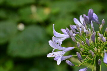 紫色の花