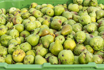 Many Ripe fall pears in a container in autumn