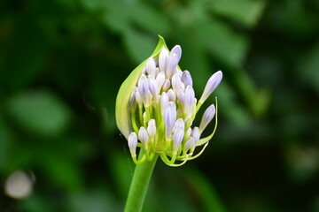 紫色の花