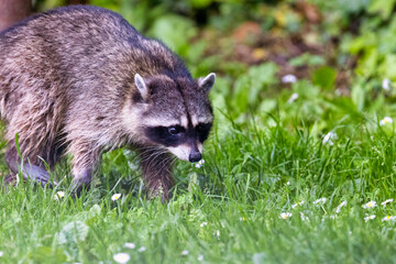 large raccoon walking along in grass with clover