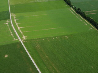 Fototapeta premium Aerial view of an agricultural field with grain planted in spring in Bavaria