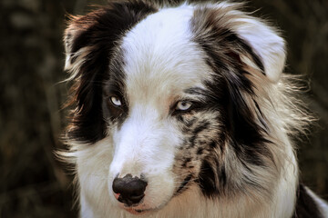 border collie dog