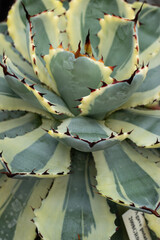 Fototapeta premium succulent plant