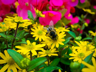 eine Biene sammelt Nektar 