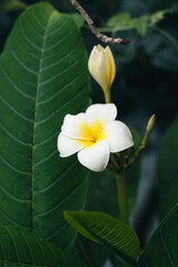 little white flower with yellow center