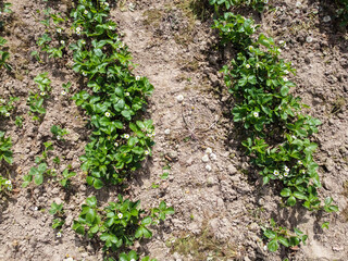 Aerial view of an agricultural field with grain planted in spring in Bavaria