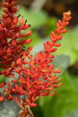 Orange flower on a tropical plant