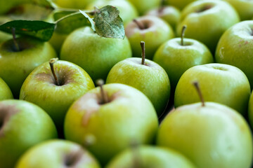 a shoot of full green apples background