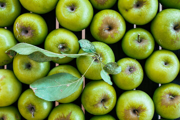 a shoot of full green apples background