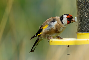 Goldfinch feeding on Niger seeds in my back yard. Wild bird feeder