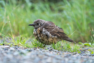 a young fieldfare, turdus pilaris, sitting on the forest floor and is waiting for food