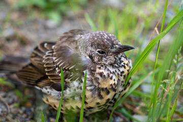 a young fieldfare, turdus pilaris, sitting on the forest floor and is waiting for food