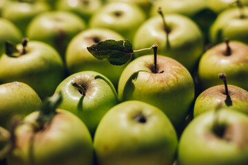 a shoot of full green apples background