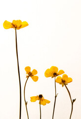 Elegant display of five dried and pressed buttercups; against white background