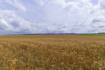 Grain field at the day light with blue sky