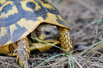 Eine kleine griechische Schildkröte in der freien Natur.