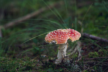 slug damages, eaten from a snail a fly agaric in the forest