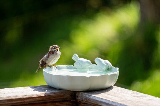 sparrow on a birdbath at a sunny summerday