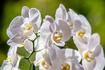 White Orchid branch on green natural background
