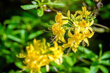 Fototapeta premium Yellow rhododendron blooms in spring in the garden 