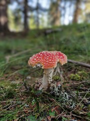 slug damages, eaten from a snail a fly agaric in the forest