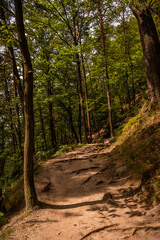 Wanderweg in der sächsischen Schweiz Wandern Bäume Wald Natur Sport
