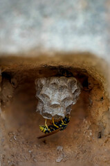 Ein im Bau befindliches Wespennest in einer Mauernische.