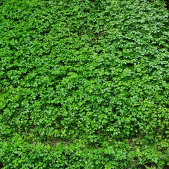 Rain on the green grass. Raindrops on green leaves. Rain in the thickets.