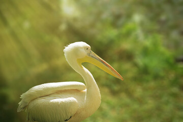 White pelican on the shore. Waterfowl of Europe.