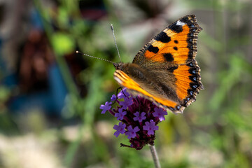 belle dame sur une fleur