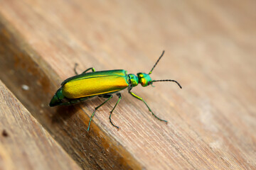 Die Nahaufnahme eines länglichen grün glänzenden Prachtkäfers.
