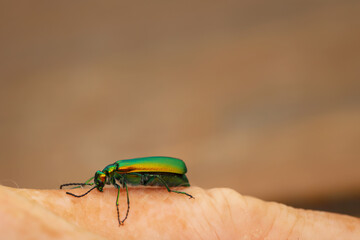 Die Nahaufnahme eines länglichen grün glänzenden Prachtkäfers.
