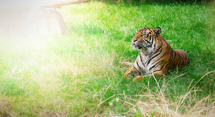 The tiger is lying on the grass. Wild animals.