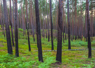 Forest after fire, regrowth, growing green plants after forest fire