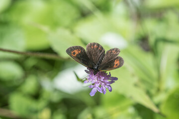 Rundaugen Mohrenfalter auf Blüte in der sonne