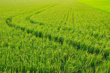 Korean traditional rice farming. Rice planting landscape in Korea. Korean rice paddies.Rice field and the sky in Ganghwa-do, Incheon, South Korea.