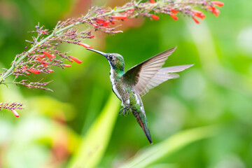 A juvenile female  Black-throated Mango hummingbird (Anthracothorax nigricollis) feeding on red Antigua Heath flowers. Bird in garden. Hummingbird hovering