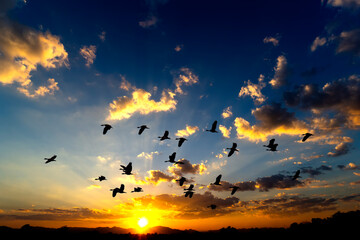 Silhoutte of birds flying in formation with dramatic clouds at sunset in thailand