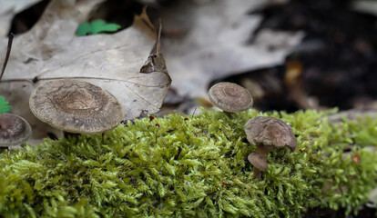 Ein Pilz auf dem Waldboden. Im Herbst ist Pilzzeit.
