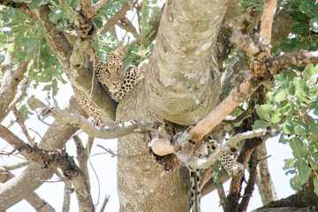 Leopard auf Baum in Tansania