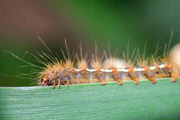 Eine Nahaufnahme einer Raupe des Goldafters auf einem Blatt der Wasserlilie.