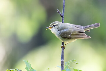 Greenish Warbler