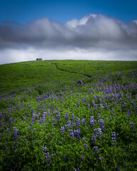 Green hills full of blooming lupine flowers. Icelandic summer landscape. Cloudy sky. 