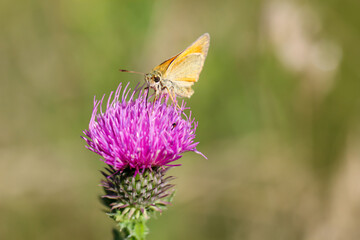 Nahaufnahme von einem Tagfalter. Schmetterling.