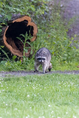 raccoon walking near a hollow log