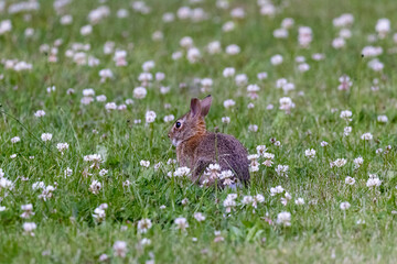 small brown wild bunny sitting in lawn with flowers